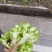 合川精品儿菜