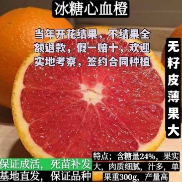 无籽冰糖心血橙苗，基地直发，保证成活，假一赔十，签约合同