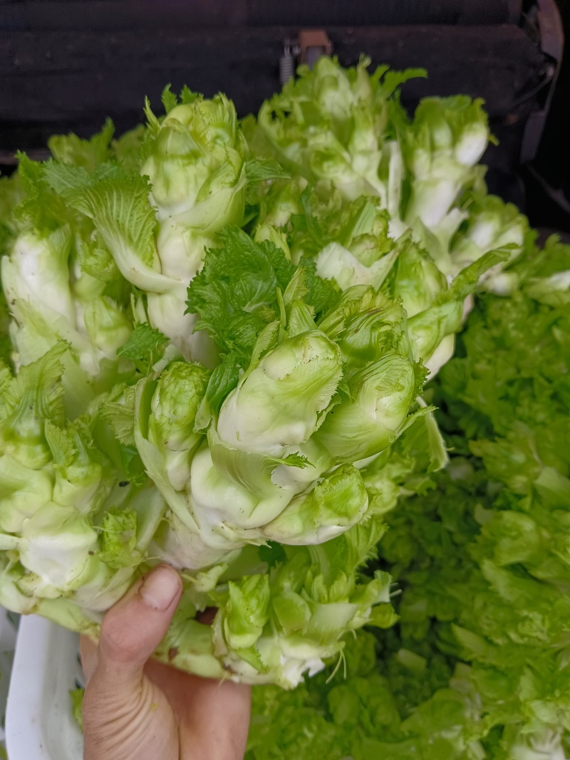 重庆合川精品儿菜