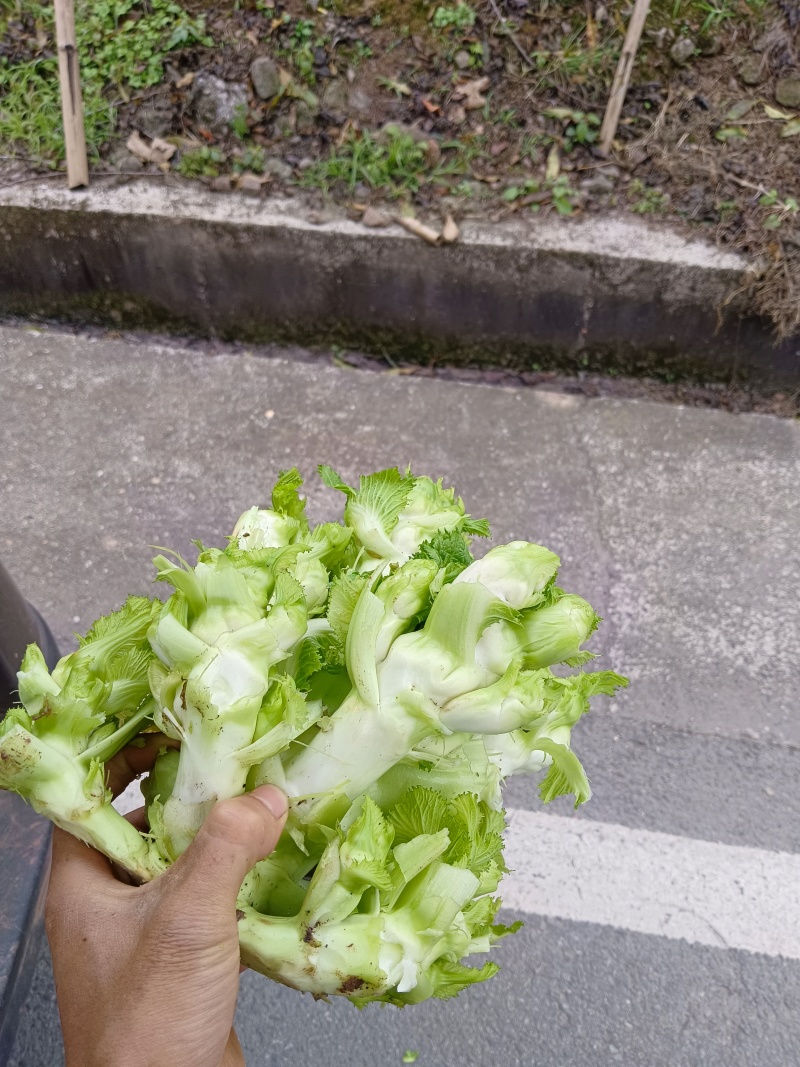 重庆合川精品儿菜