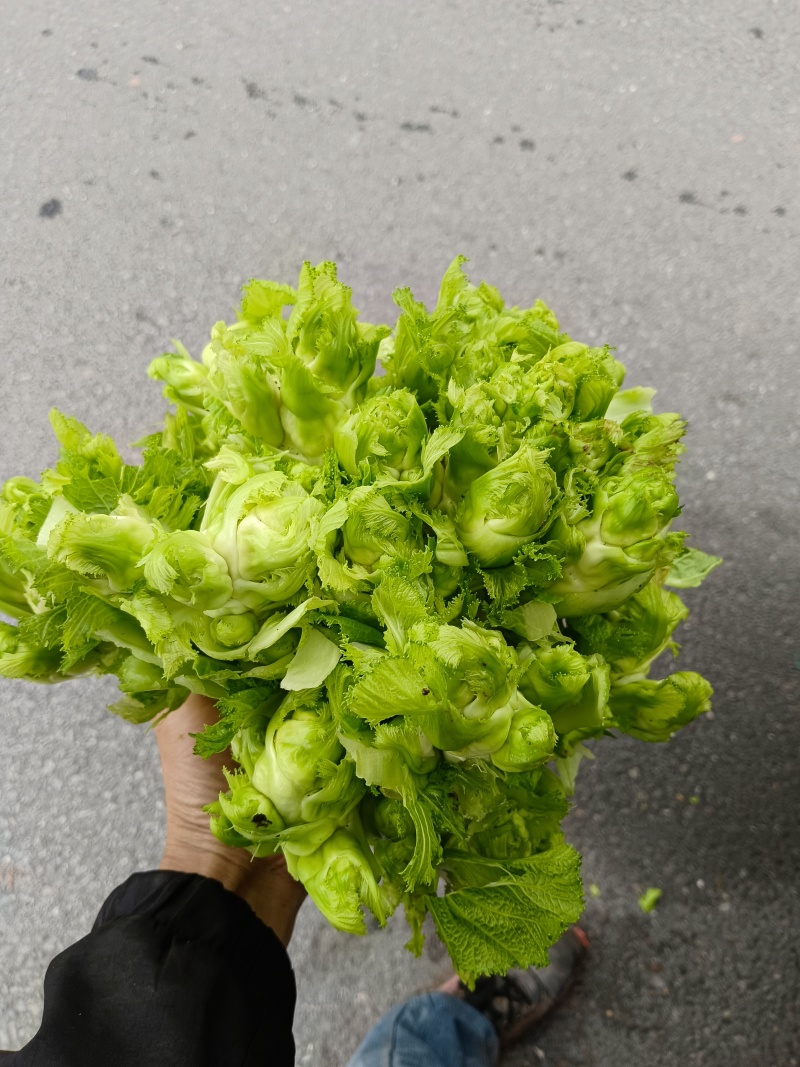 重庆合川精品儿菜