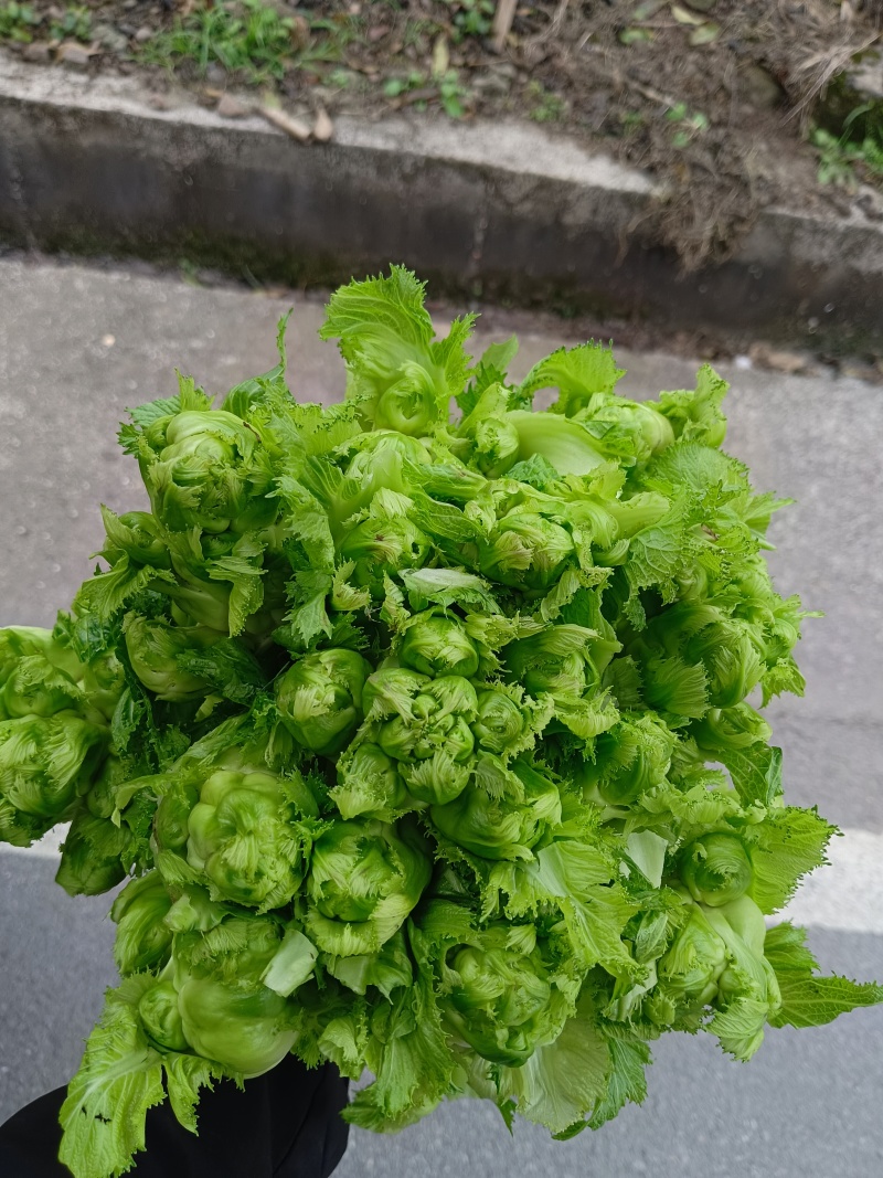 重庆合川精品儿菜