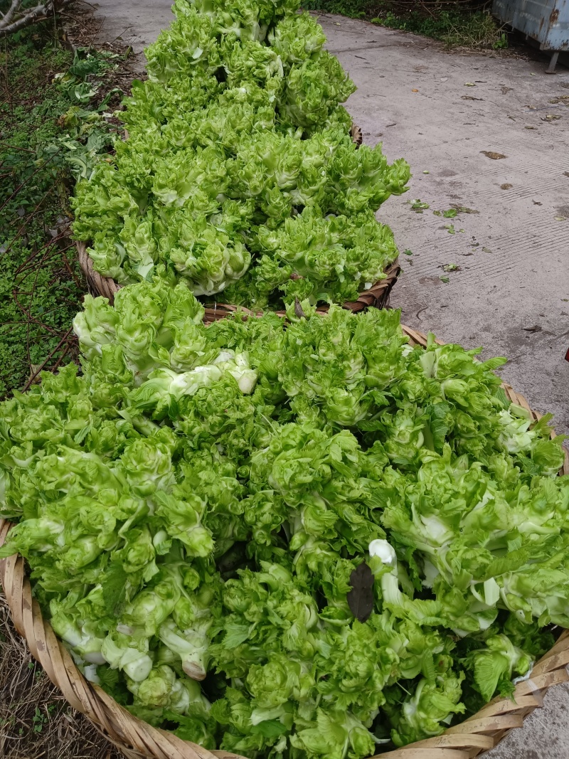 重庆合川精品儿菜