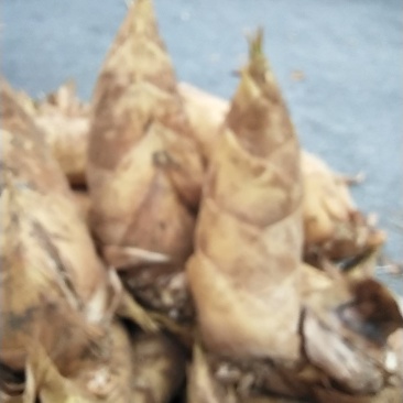 高山红泥冬笋