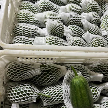 苹果丝瓜基地种植200亩货源稳定供应商超欢迎进店