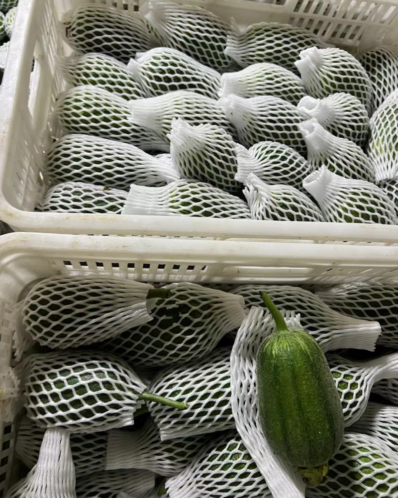 苹果丝瓜基地种植200亩货源稳定供应商超欢迎进店