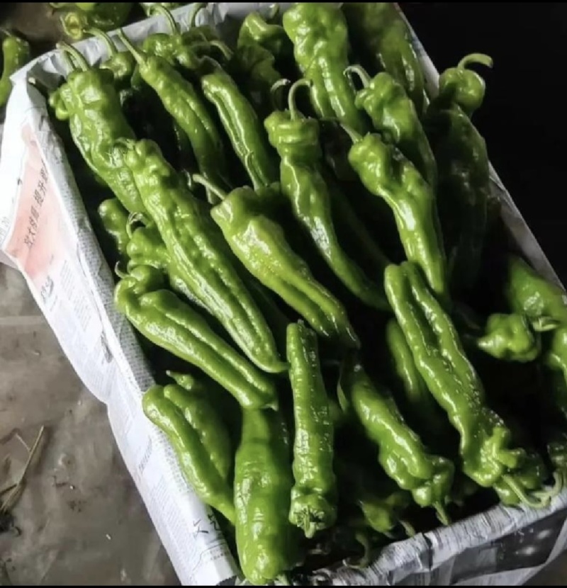 【云南德宏泡椒】各种青椒，产地直发，质量有保证，欢迎来电