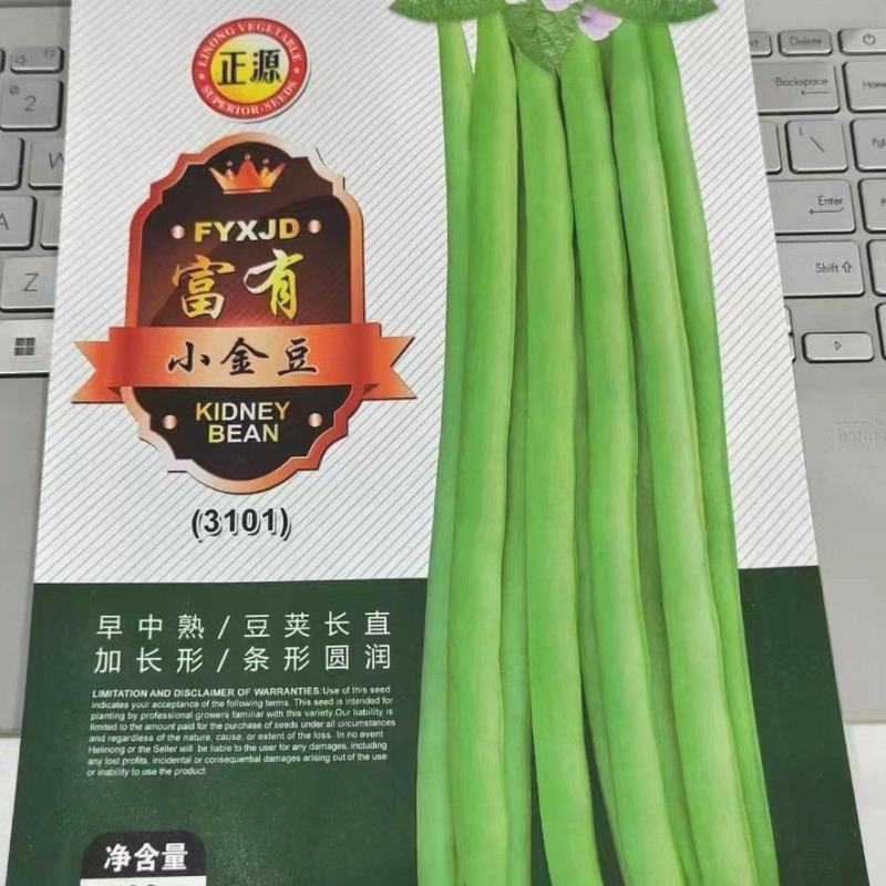 无筋豆种子富有小筋豆加长型结荚密荚条顺直圆润早中熟