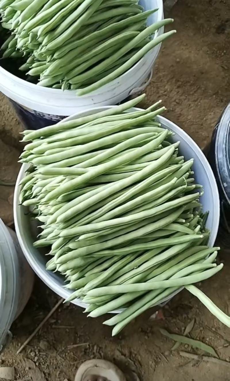 无筋豆种子富有小筋豆加长型结荚密荚条顺直圆润早中熟