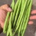 无筋豆种子富有小筋豆加长型结荚密荚条顺直圆润早中熟