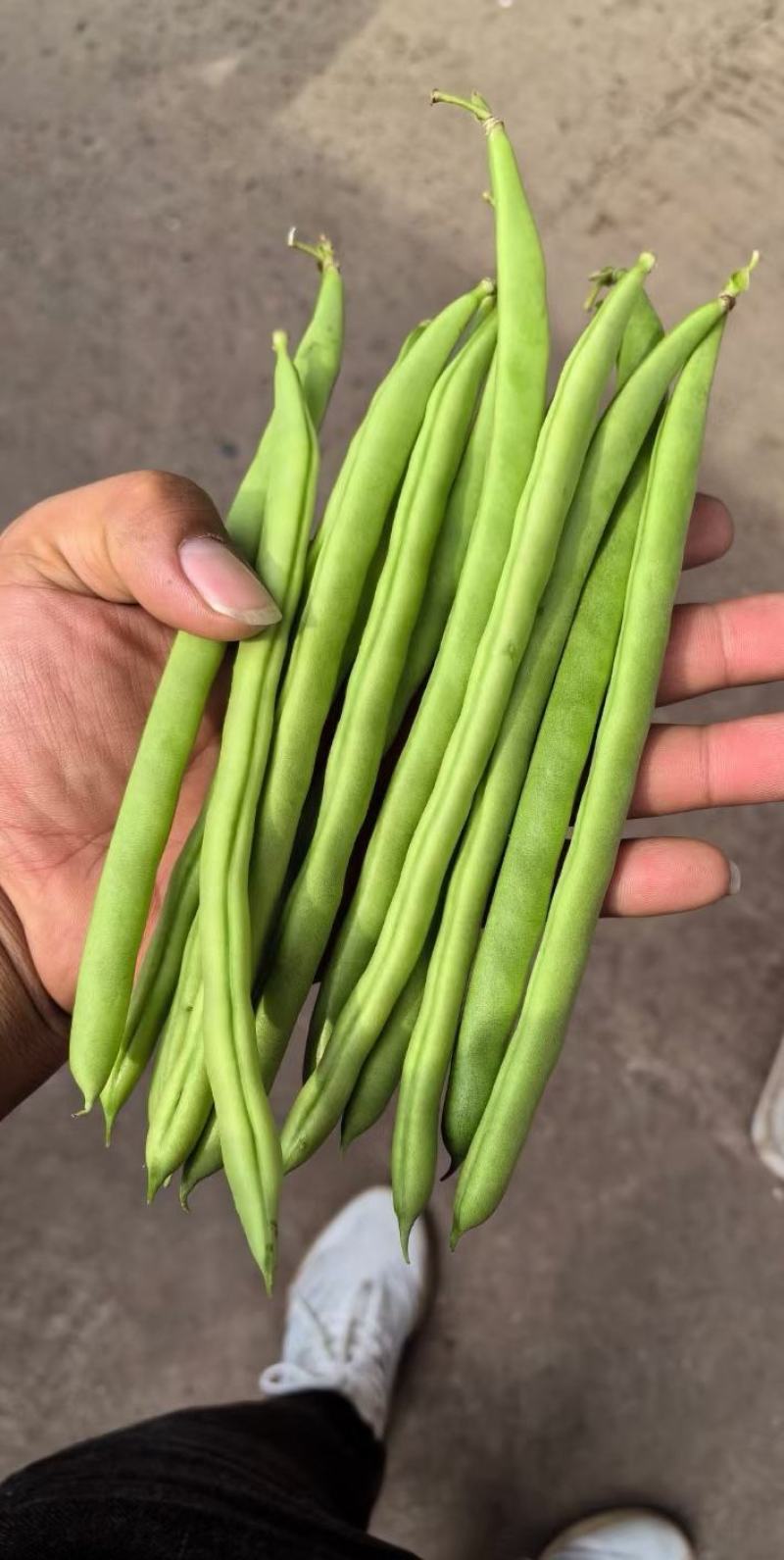 无筋豆种子富有小筋豆加长型结荚密荚条顺直圆润早中熟