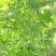 无筋豆种子富有小筋豆加长型结荚密荚条顺直圆润早中熟