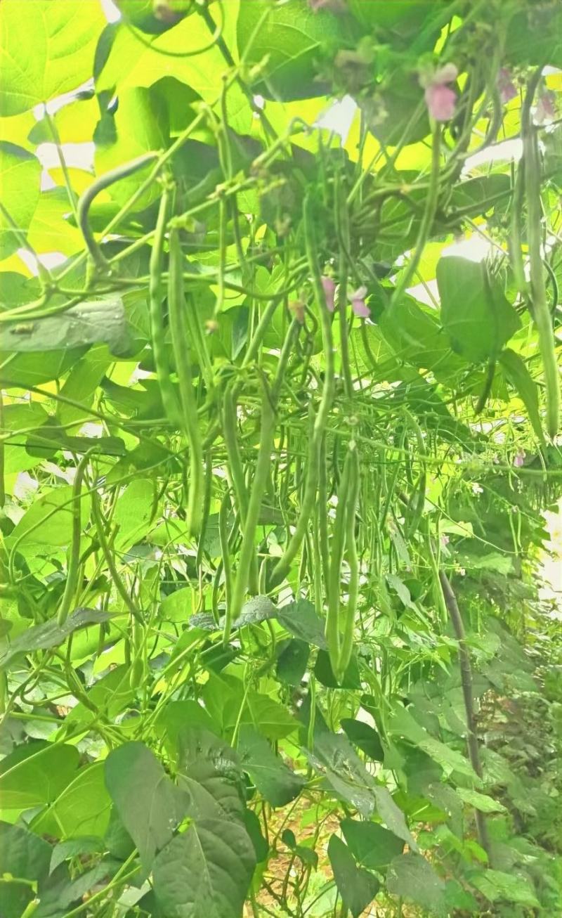 无筋豆种子富有小筋豆加长型结荚密荚条顺直圆润早中熟