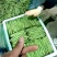 无筋豆种子富有小筋豆加长型结荚密荚条顺直圆润早中熟
