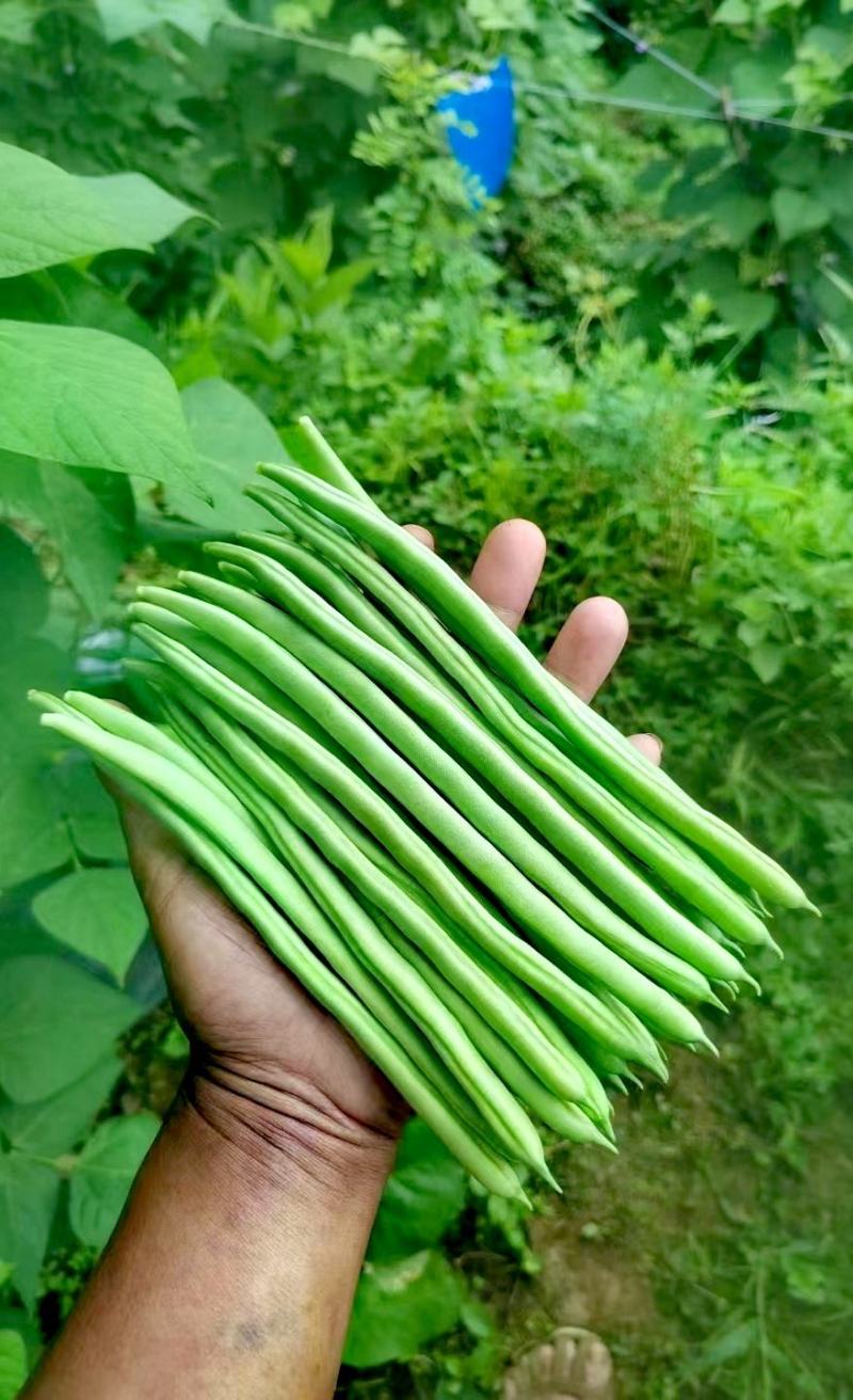 无筋豆种子富有小筋豆加长型结荚密荚条顺直圆润早中熟