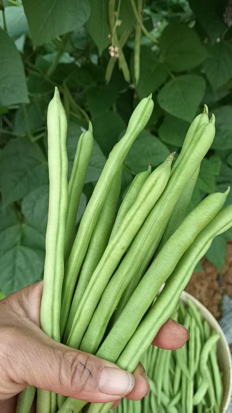 无筋豆种子富有小筋豆加长型结荚密荚条顺直圆润早中熟