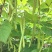 无筋豆种子富有小筋豆加长型结荚密荚条顺直圆润早中熟
