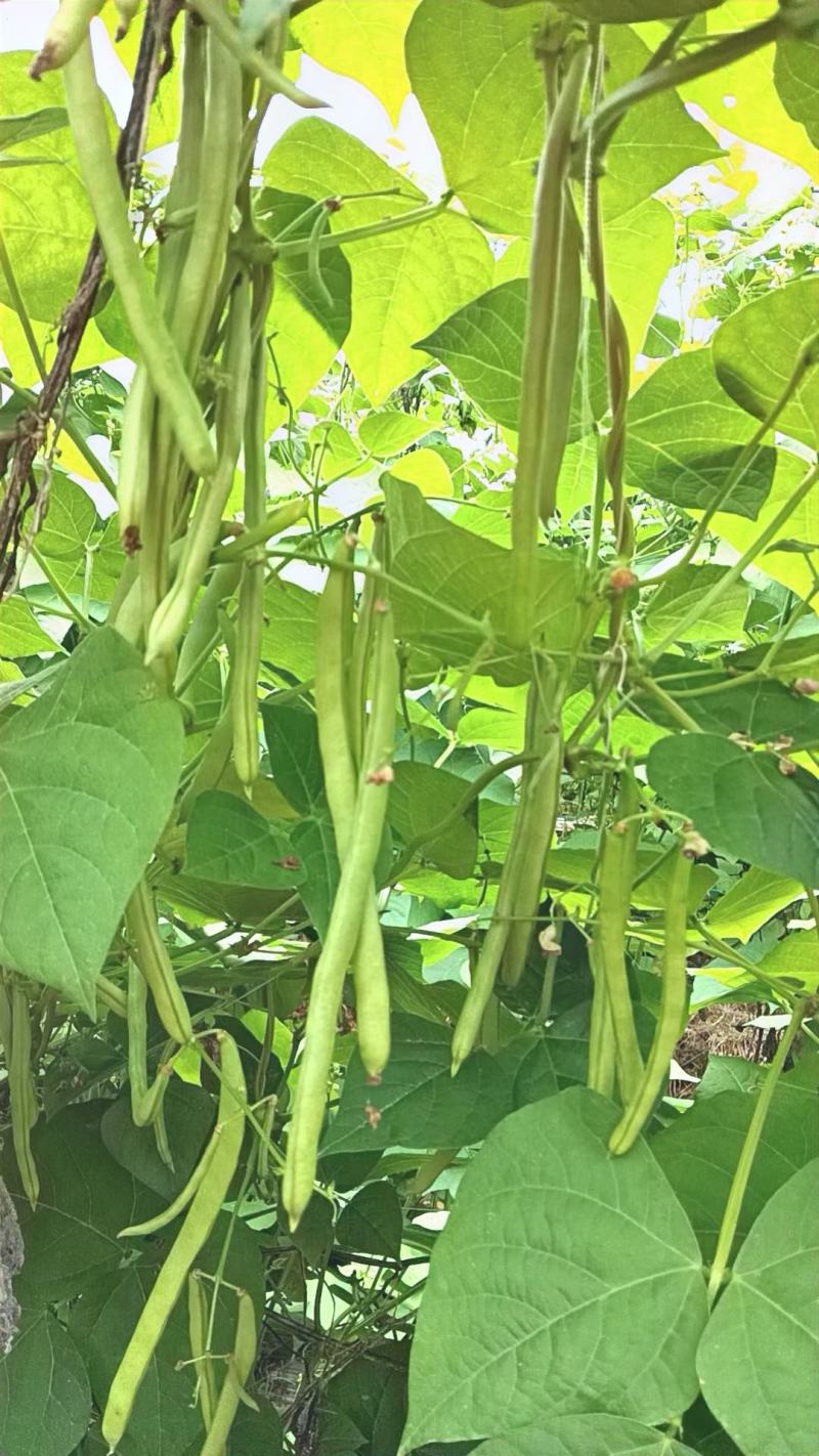 无筋豆种子富有小筋豆加长型结荚密荚条顺直圆润早中熟