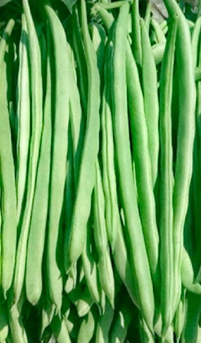 无筋豆种子富有小筋豆加长型结荚密荚条顺直圆润早中熟