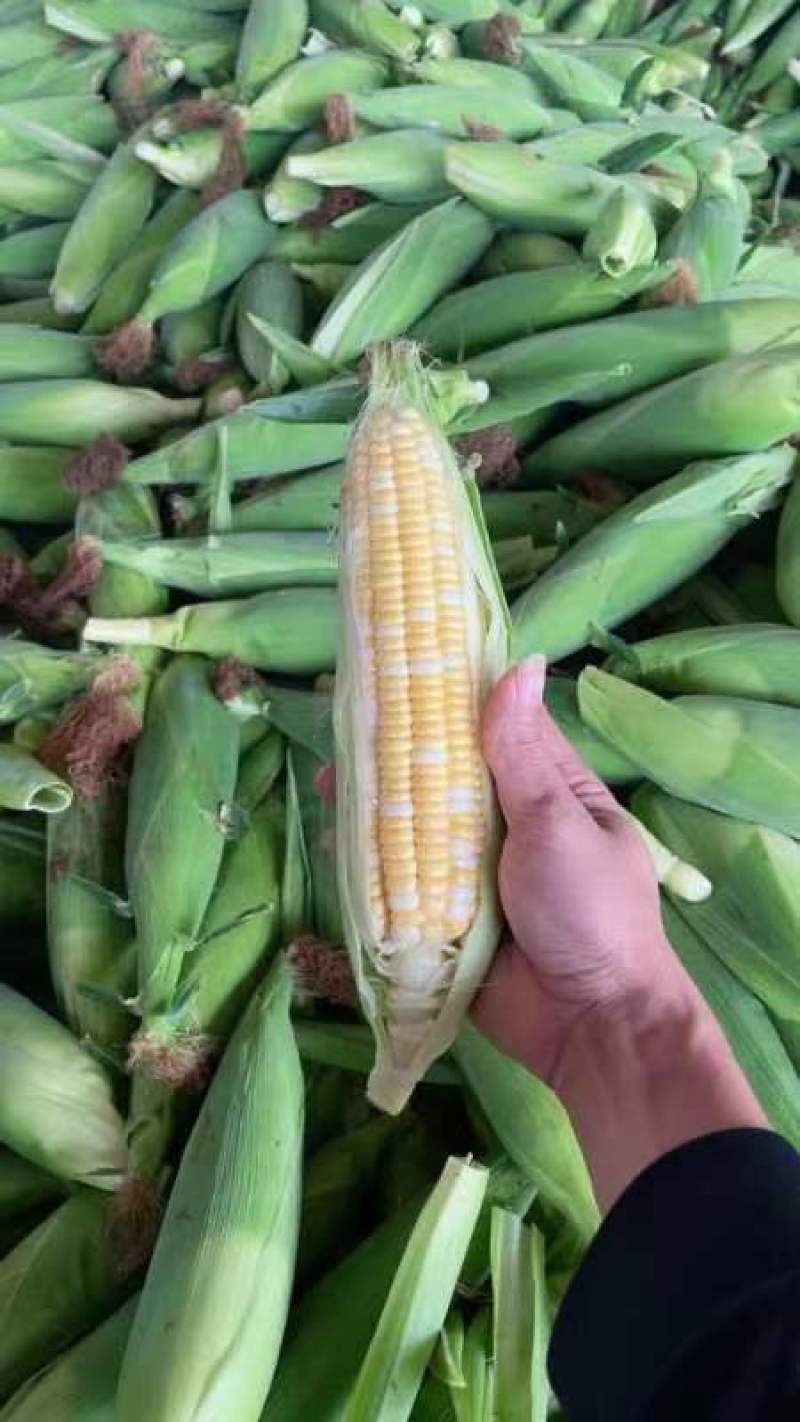 [超标金银双色]徐闻玉米，大量上市，质量保证，价格优惠