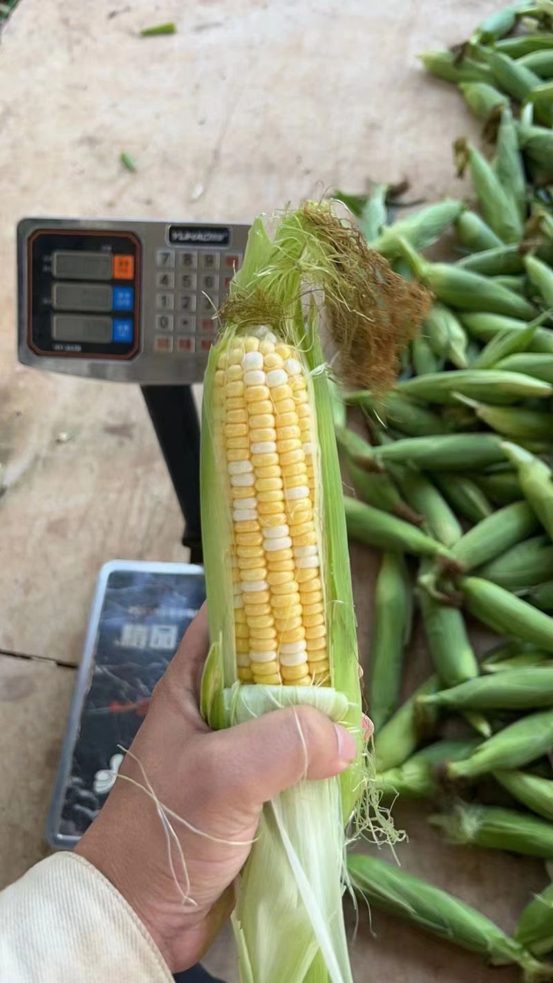 [超标金银双色]徐闻玉米，大量上市，质量保证，价格优惠