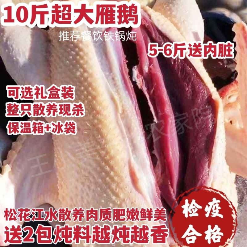 【整只大雁鹅】新鲜9斤大鹅现杀大雁整只鹅鹅肉农家散养坏