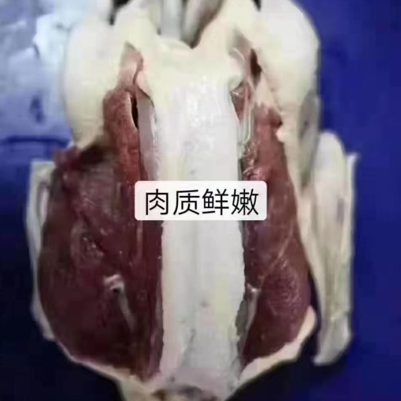 【整只大雁鹅】新鲜9斤大鹅现杀大雁整只鹅鹅肉农家散养坏
