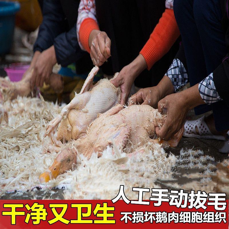 【整只大雁鹅】新鲜9斤大鹅现杀大雁整只鹅鹅肉农家散养坏