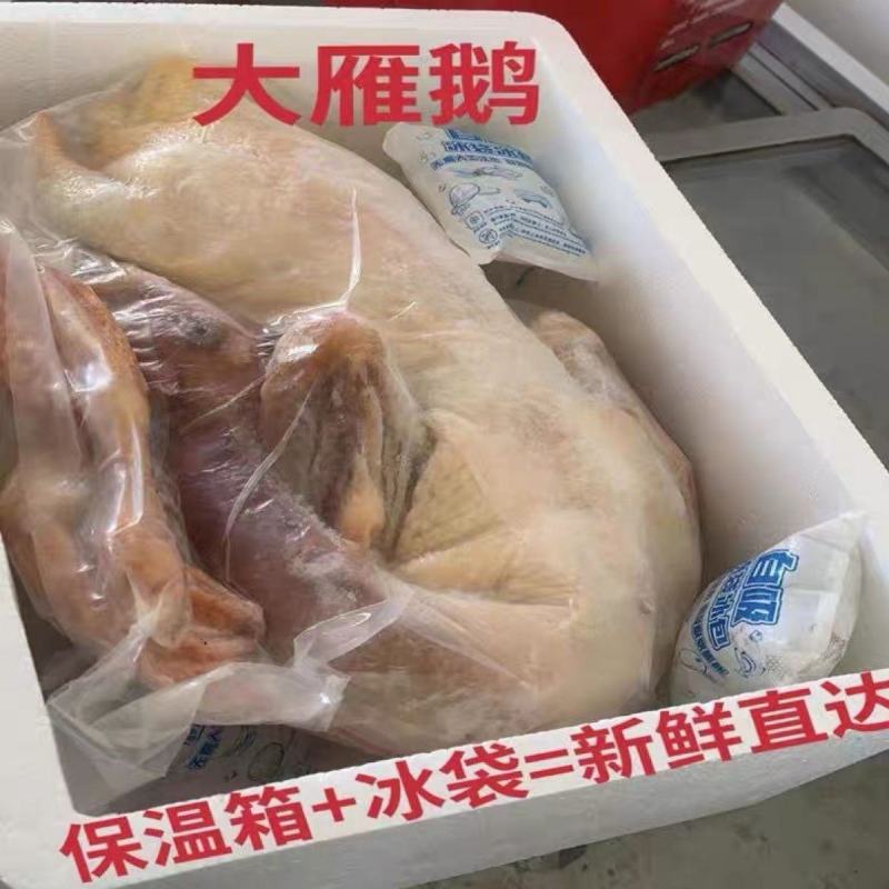 【整只大雁鹅】新鲜9斤大鹅现杀大雁整只鹅鹅肉农家散养坏