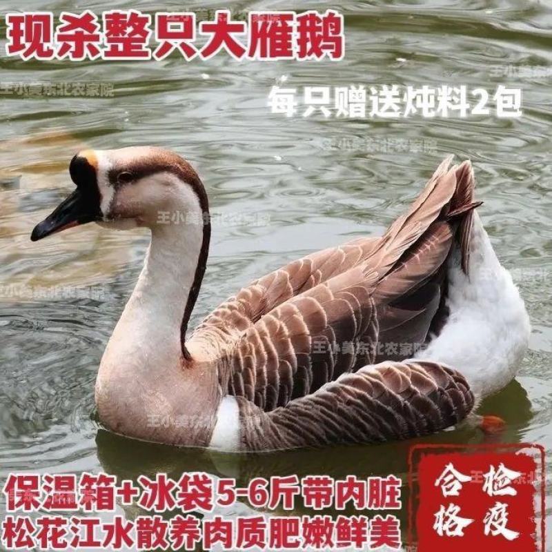 现杀新鲜鹅肉大雁鹅整只鹅散养鹅农家老鹅大白鹅雁鹅极