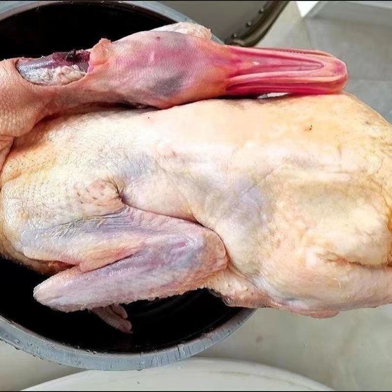 现杀新鲜鹅肉大雁鹅整只鹅散养鹅农家老鹅大白鹅雁鹅极