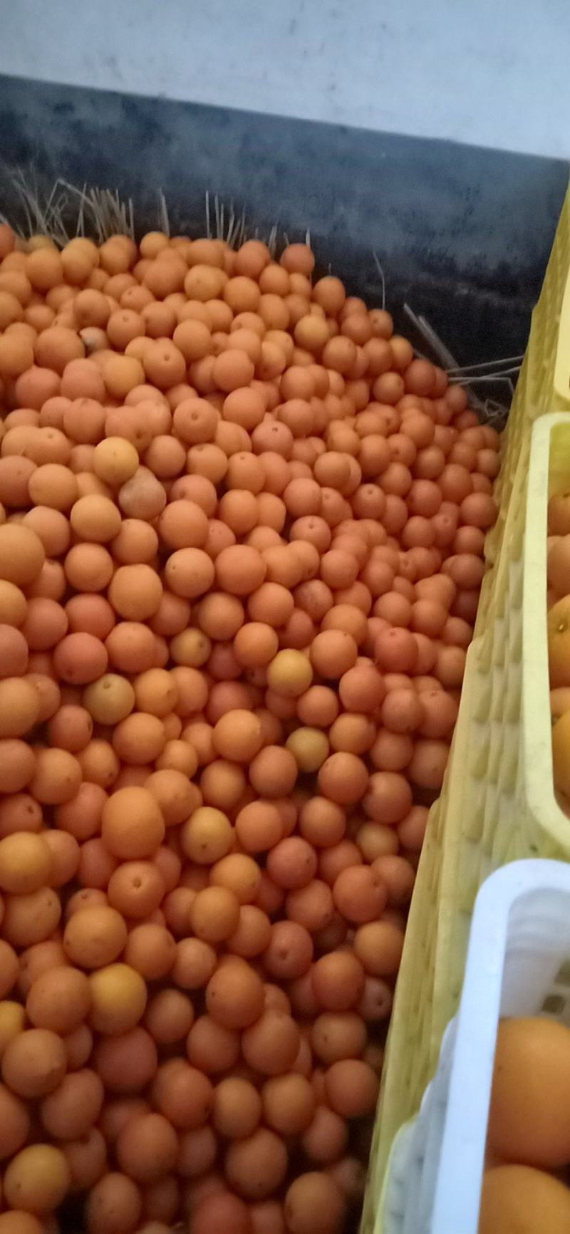 高山特色美味甜蜜脐橙