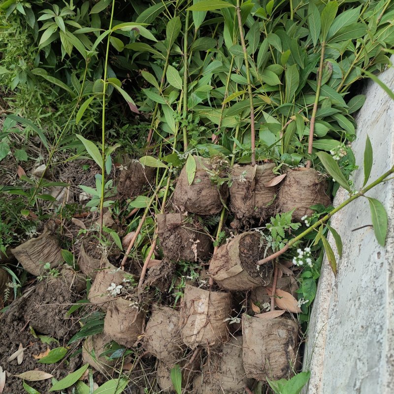 金丝楠木苗杯苗50-130公分