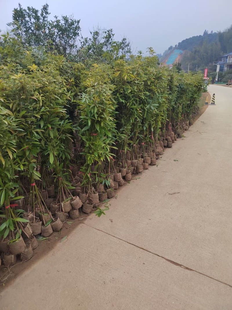 金丝楠木苗杯苗50-130公分