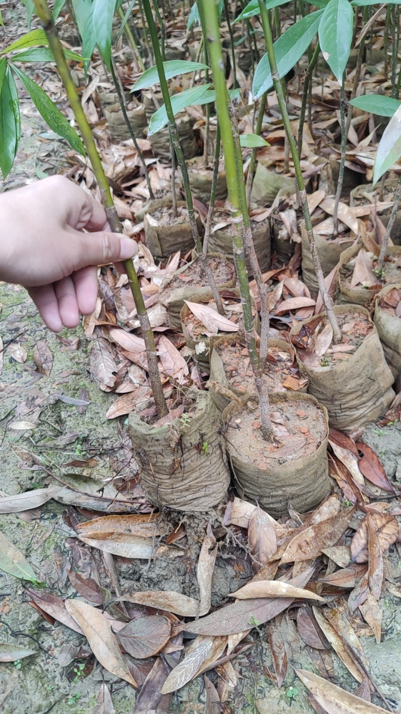 金丝楠木苗杯苗50-130公分