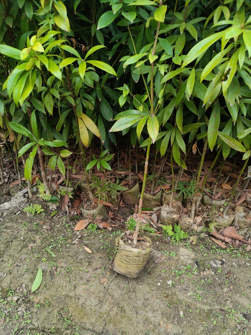 金丝楠木苗杯苗50-130公分