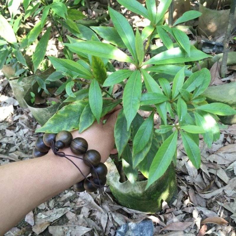 金丝楠木苗杯苗50-130公分