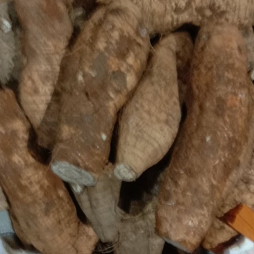 淮山，铁棍山药，本地姜，云南大黄姜和小黄姜，山东大姜，马