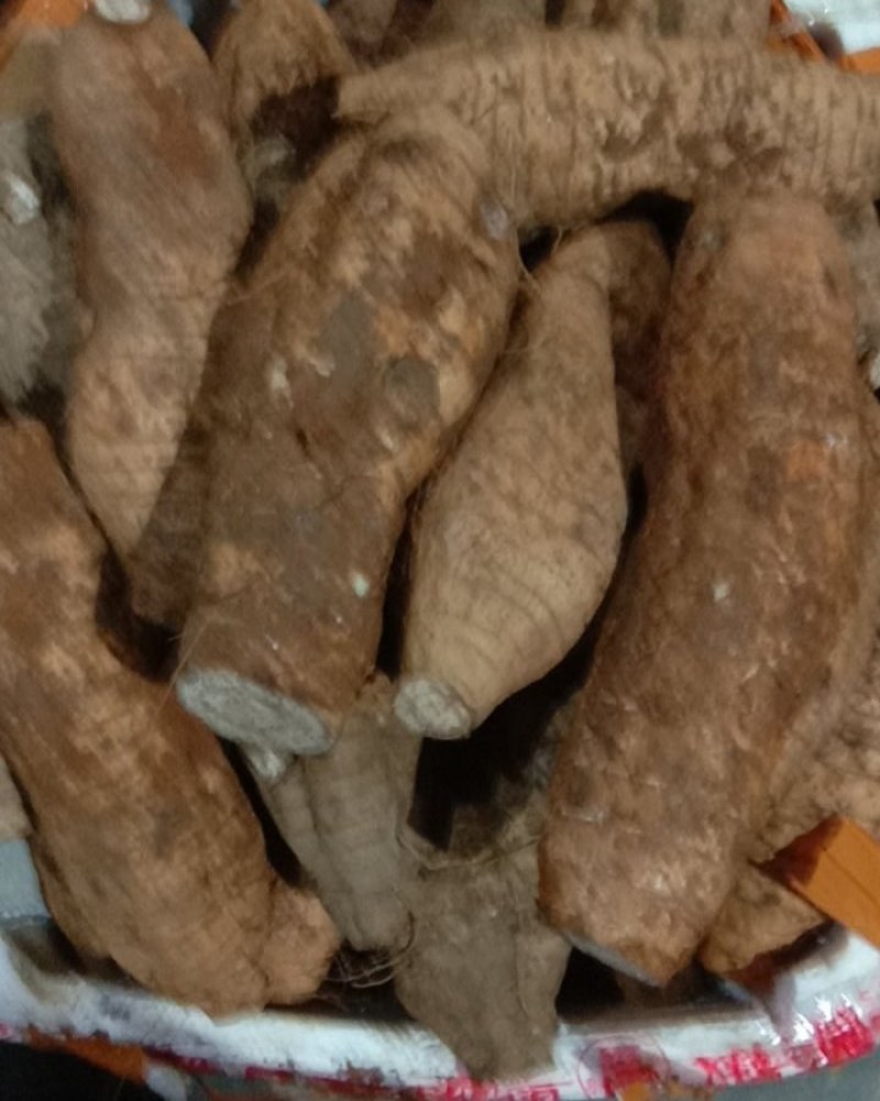 淮山，铁棍山药，本地姜，云南大黄姜和小黄姜，山东大姜，马