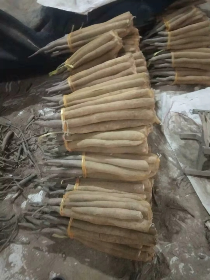 精品网贷白玉山药
