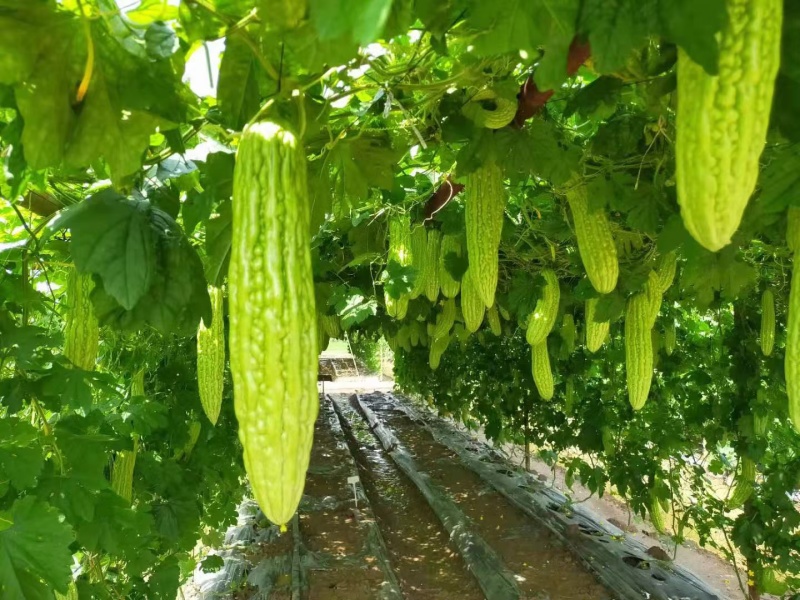 嫁接苦瓜苗直播苦瓜苗量大从优大量现货欢迎咨询
