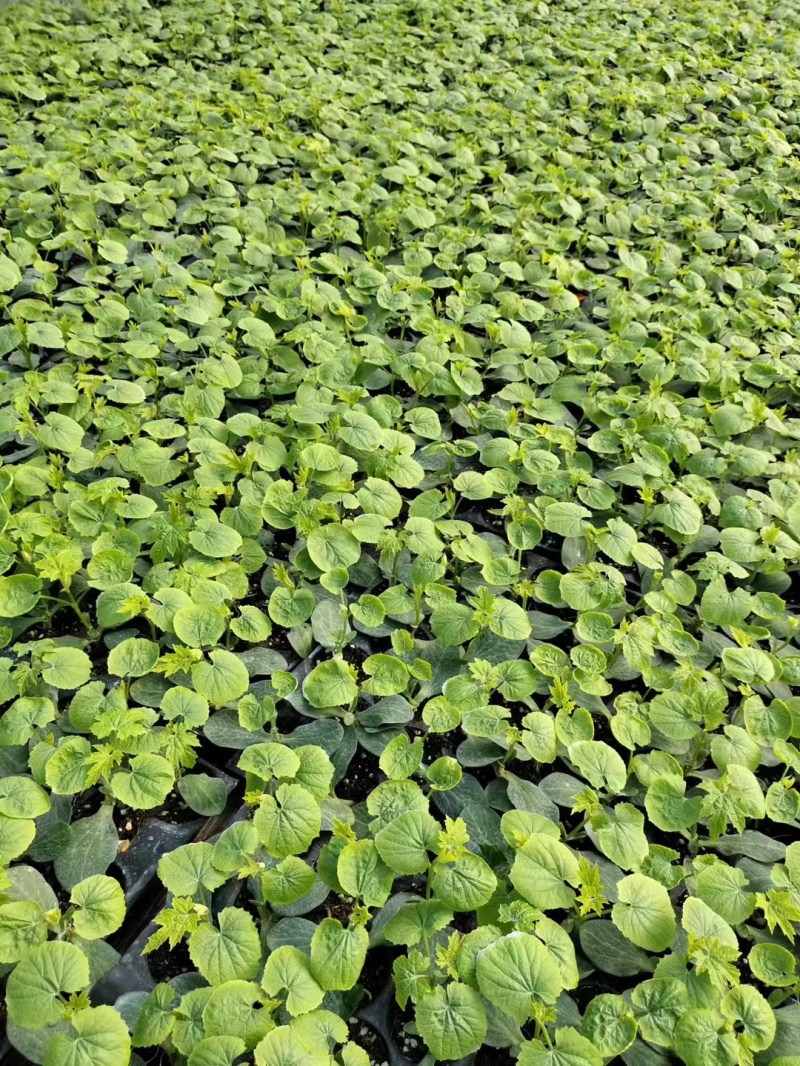 嫁接苦瓜苗直播苦瓜苗量大从优大量现货欢迎咨询