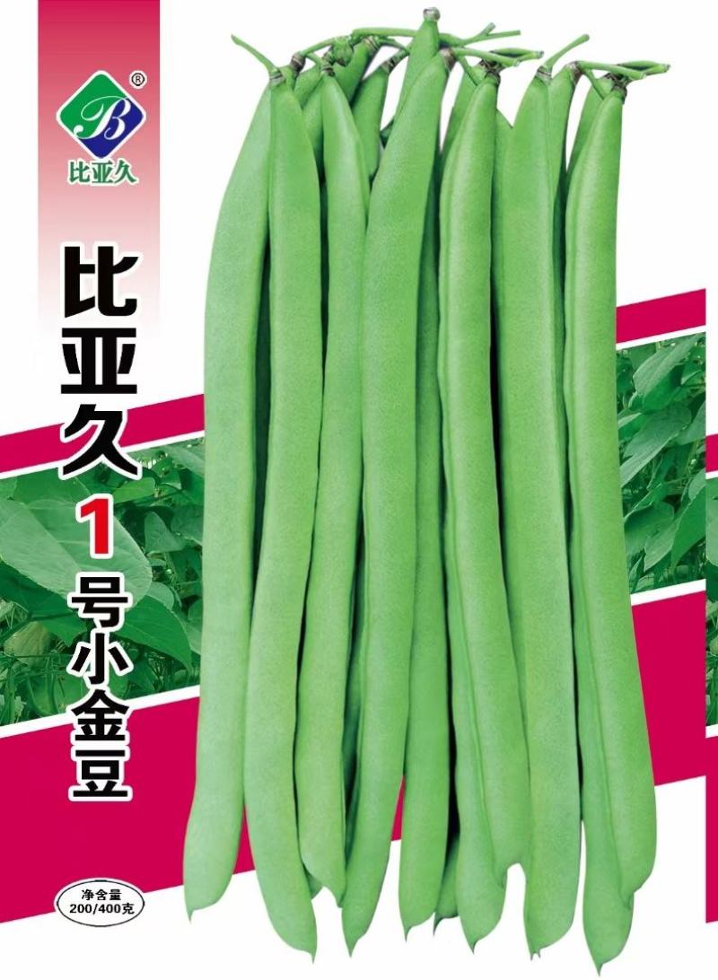 小金豆种子比亚久1号红花结荚密加长条顺直圆润好吃