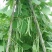 小金豆种子比亚久1号红花结荚密加长条顺直圆润好吃