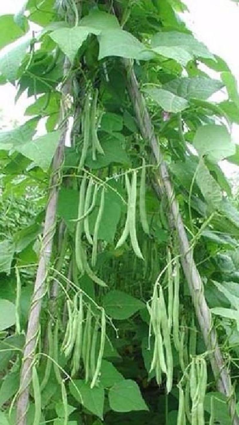 小金豆种子比亚久1号红花结荚密加长条顺直圆润好吃