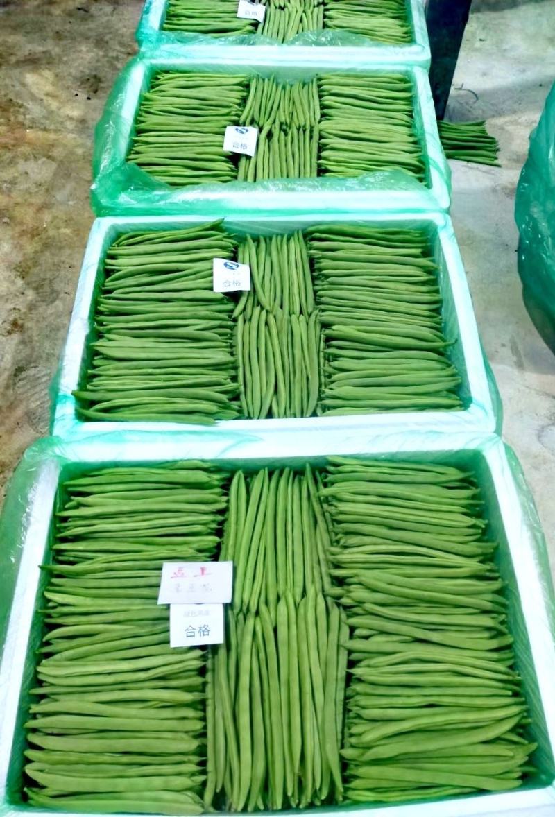 小金豆种子比亚久1号红花结荚密加长条顺直圆润好吃