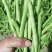 小金豆种子比亚久1号红花结荚密加长条顺直圆润好吃