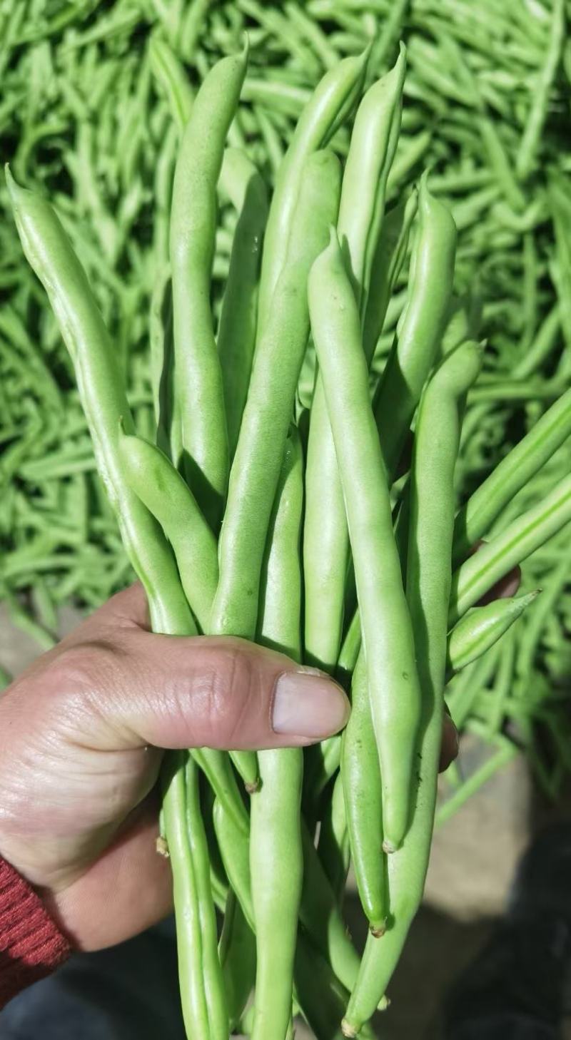 小金豆种子比亚久1号红花结荚密加长条顺直圆润好吃