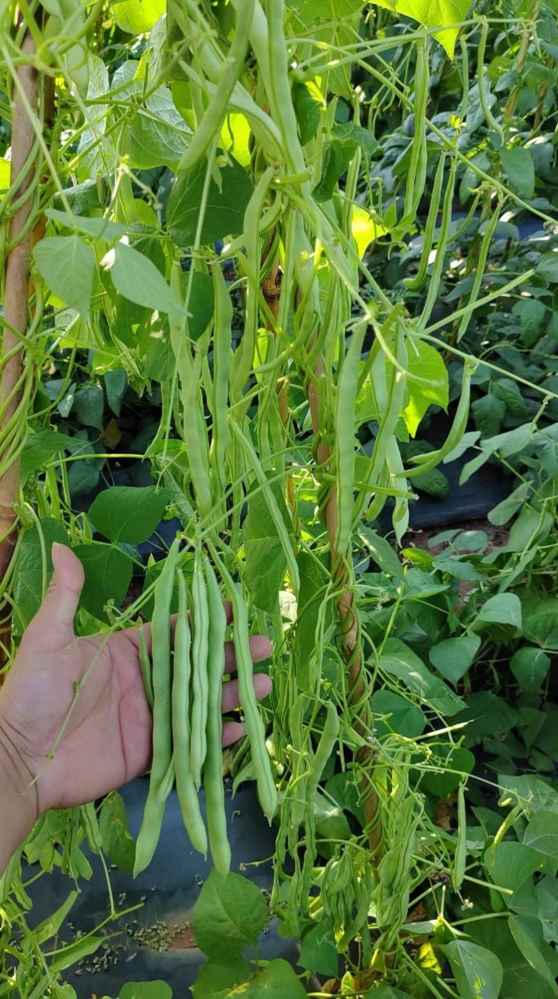 小金豆种子比亚久1号红花结荚密加长条顺直圆润好吃