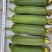 丝瓜种子翠香新研发升级品种早熟节节有瓜中长棒顺直翠绿